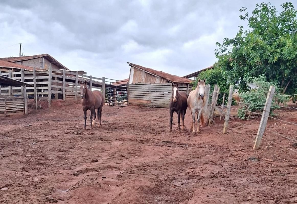 Fazenda, Zona Rural, 0 Quarto, 0 Vaga