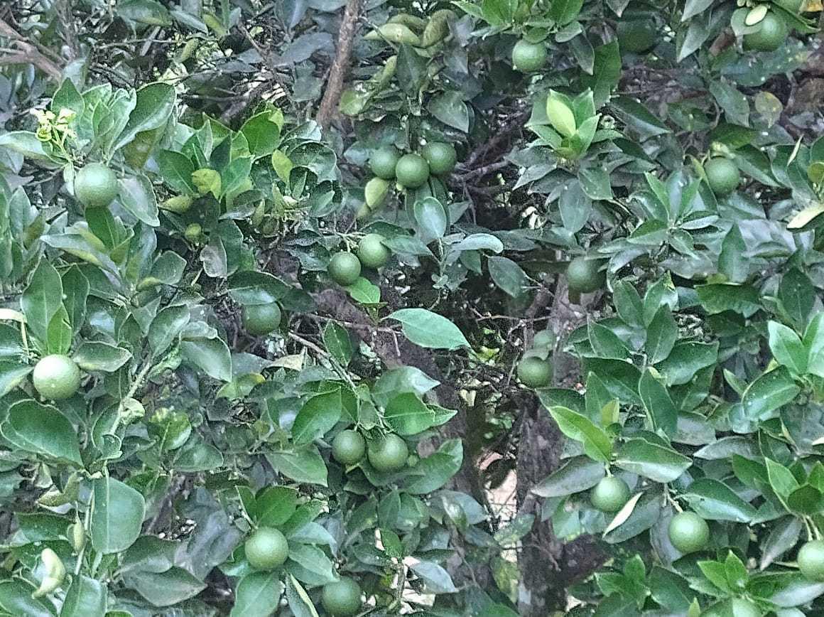 Fazenda, Zona Rural, 3 Quartos, 2 Vagas, 2 Suítes