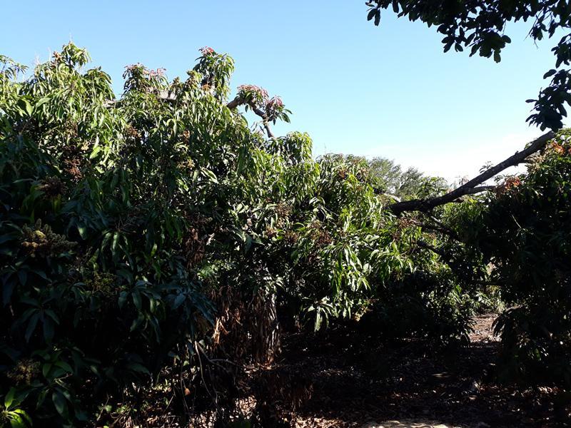 Lote, Centro, 0 Quarto, 0 Vaga