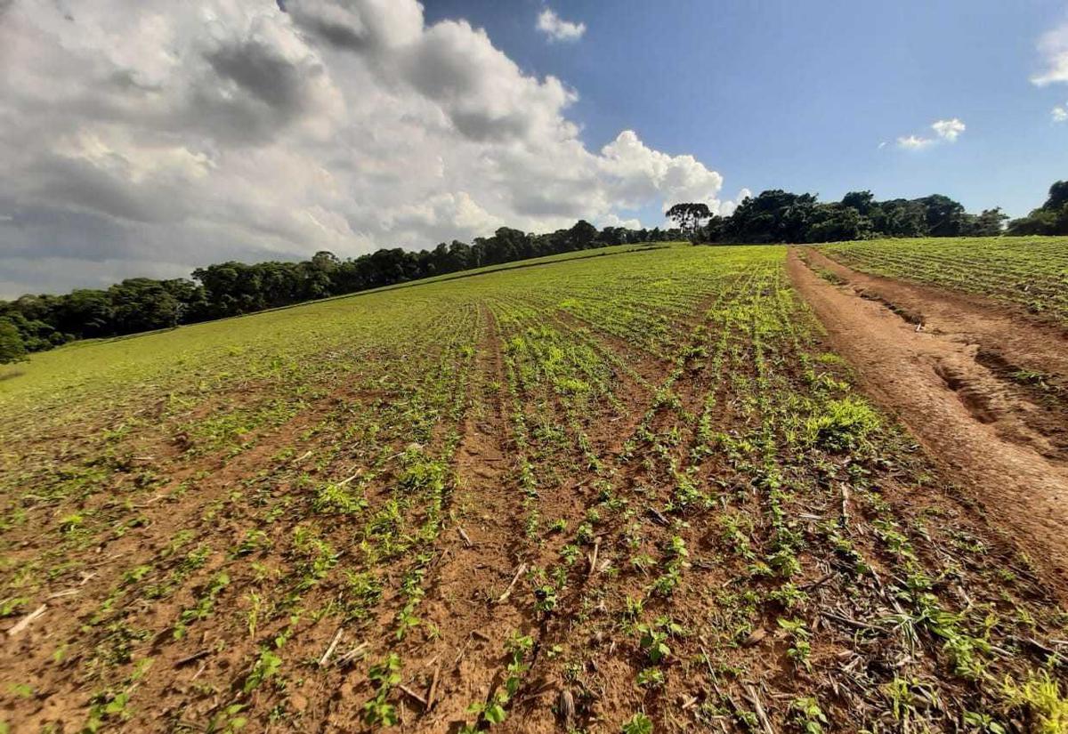 Fazenda, Centro, 0 Quarto, 0 Vaga