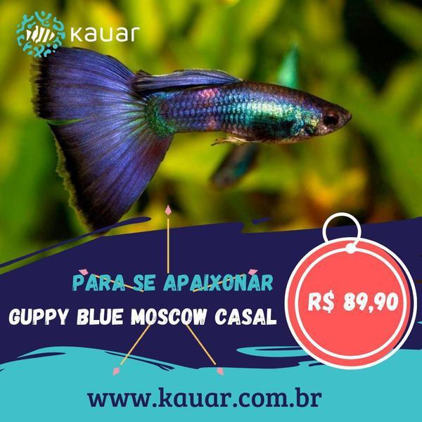 Os Peixes Mais Felizes e Saudáveis Para Seu Aquário Você Encontra Na Kauar!