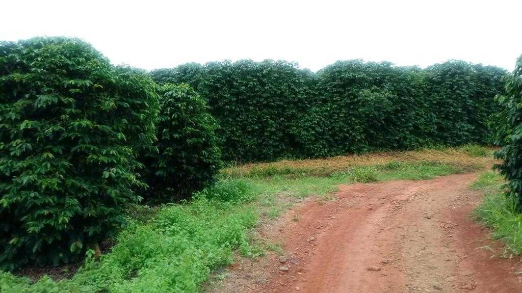 Fazenda, Centro, 3 Quartos, 1 Vaga, 1 Suíte