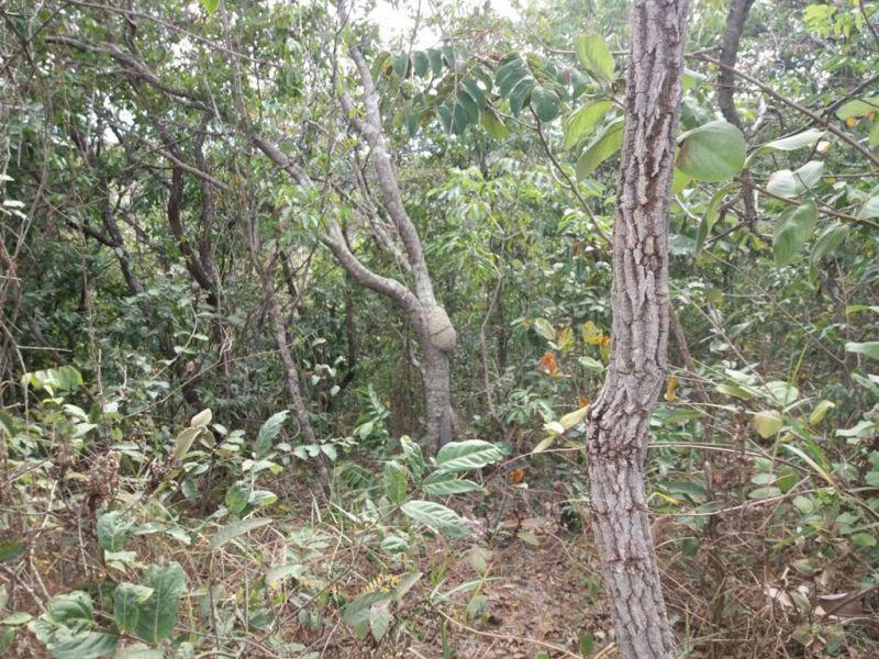 Lote, Ravena, 0 Quarto, 0 Vaga