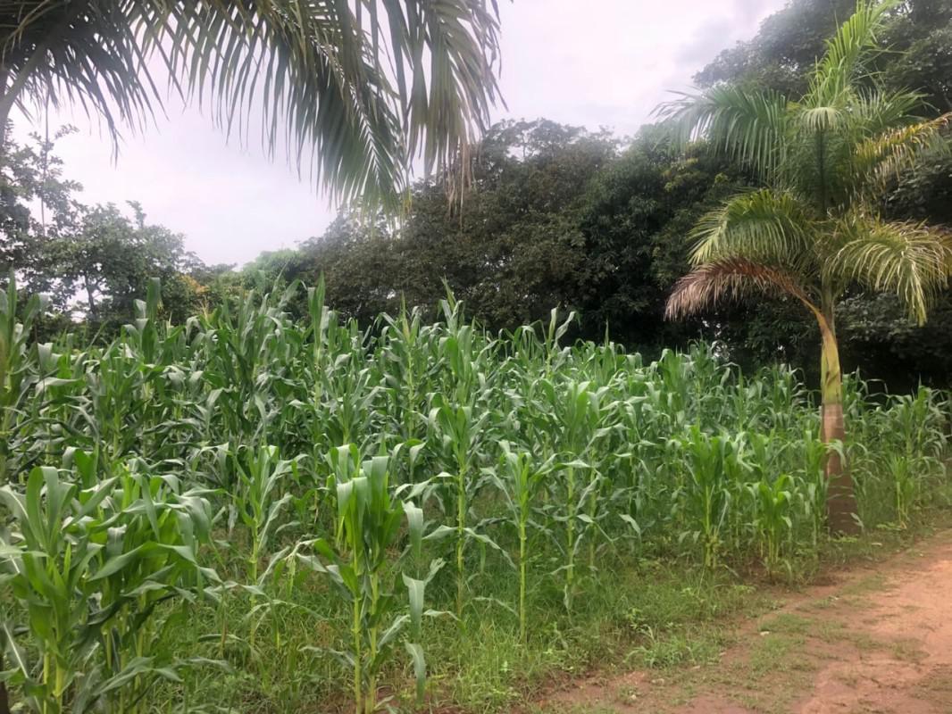 Fazenda, Centro, 4 Quartos, 0 Vaga
