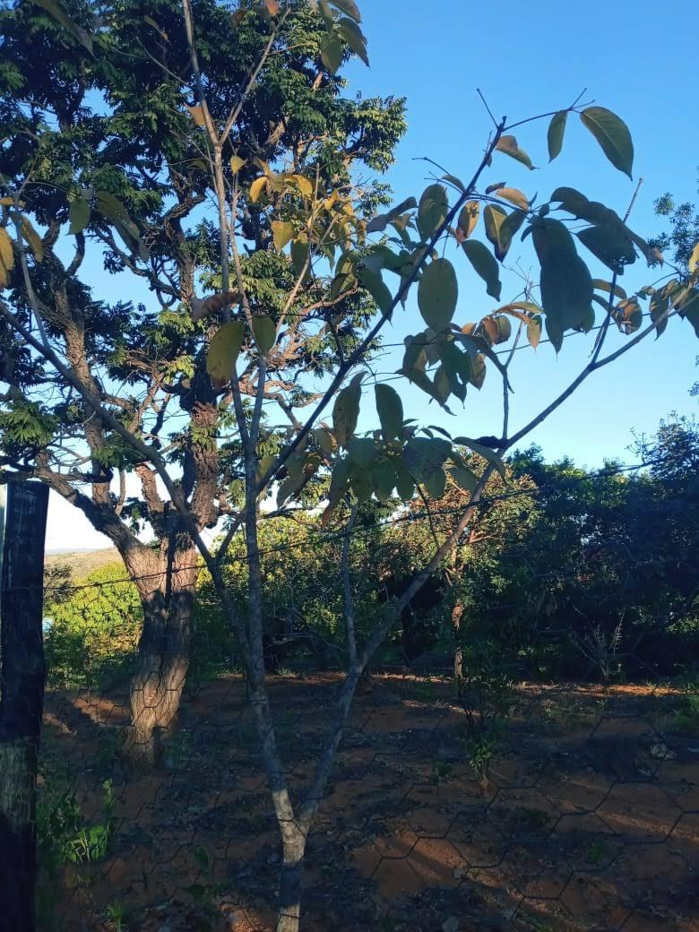 Lote, Zona Rural, 0 Quarto, 0 Vaga