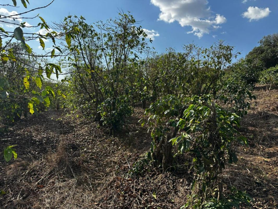 Fazenda, Centro, 0 Quarto, 0 Vaga