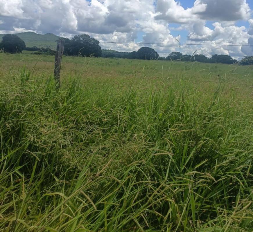 Fazenda, Zona Rural, 0 Quarto, 0 Vaga