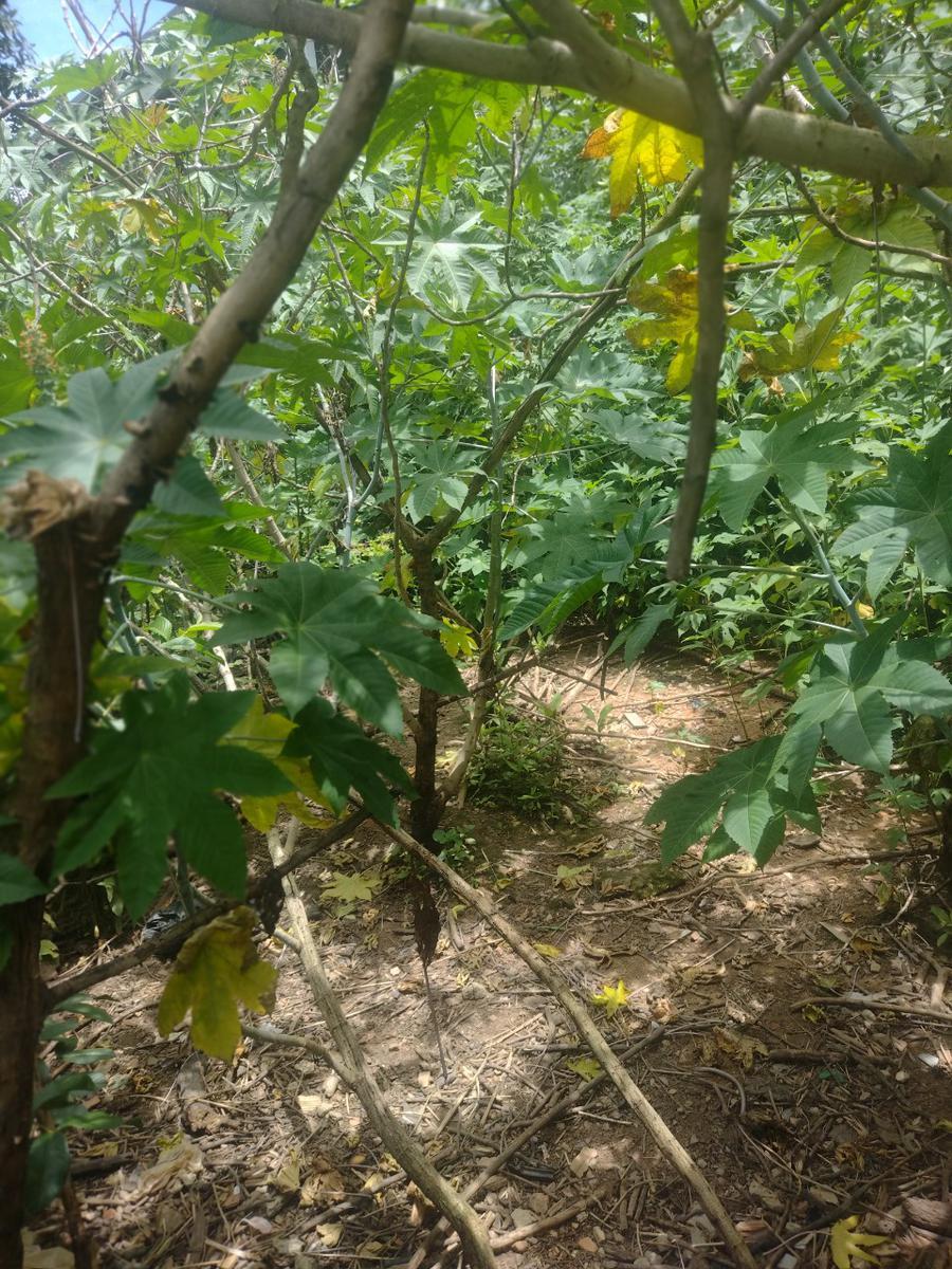 Lote, Colonial, 0 Quarto, 0 Vaga