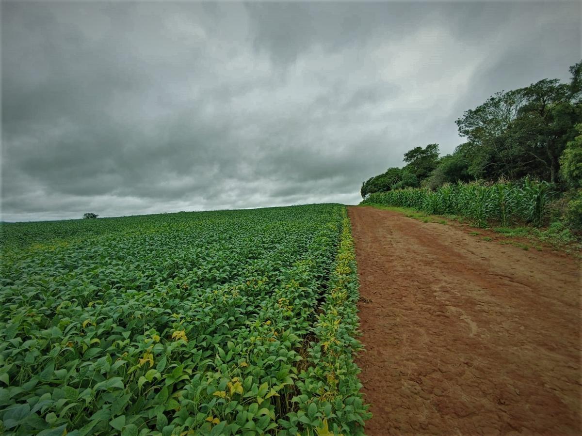 Fazenda, Centro, 0 Quarto, 0 Vaga, 1 Suíte