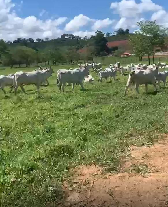 Fazenda, Zona Rural, 3 Quartos, 0 Vaga