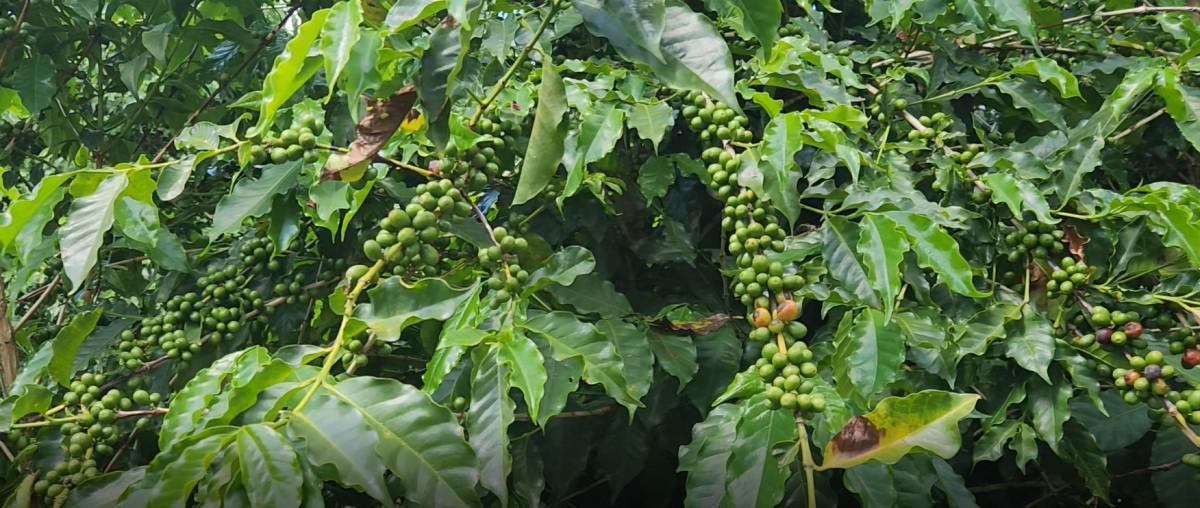 Fazenda, Zona Rural, 3 Quartos, 0 Vaga
