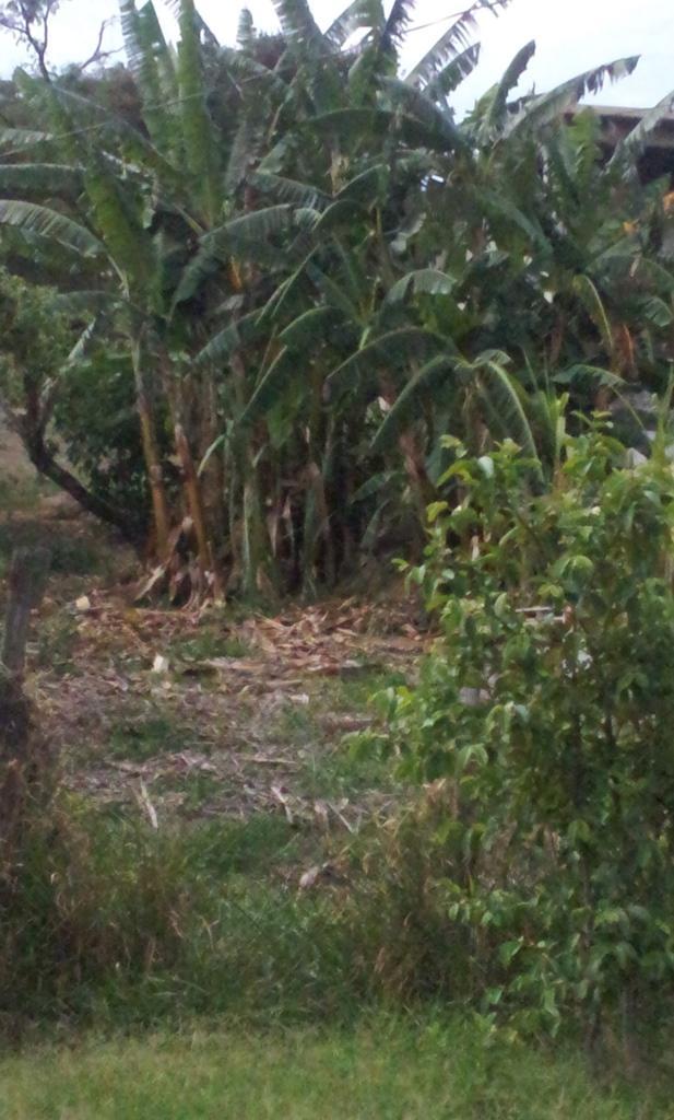 Lote, Tropical, 0 Quarto, 0 Vaga
