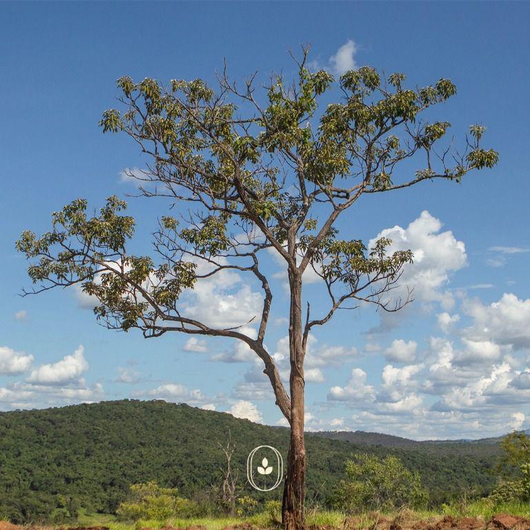 Lote, Zona Rural, 0 Quarto, 0 Vaga