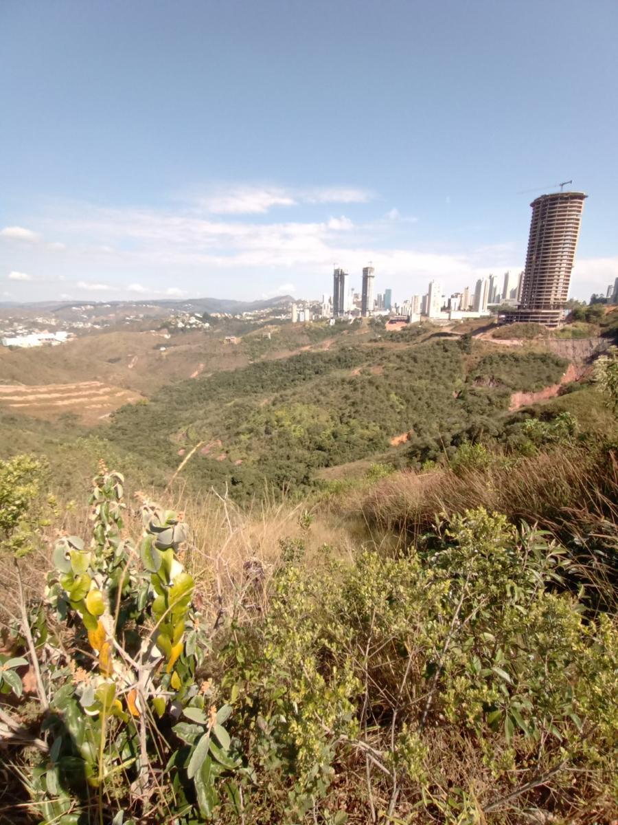 Lote, Belvedere