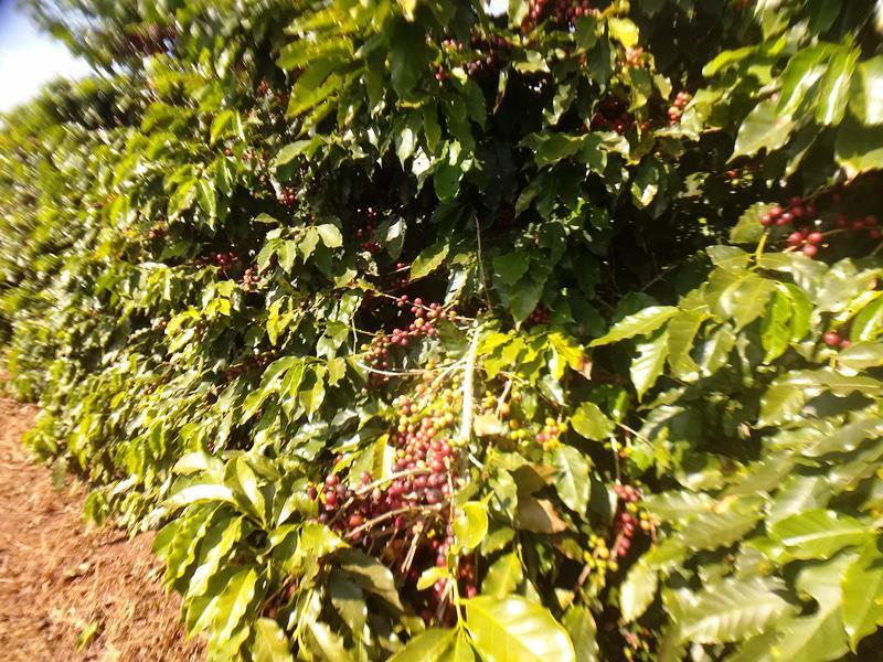 Fazenda, Zona Rural, 0 Quarto, 0 Vaga