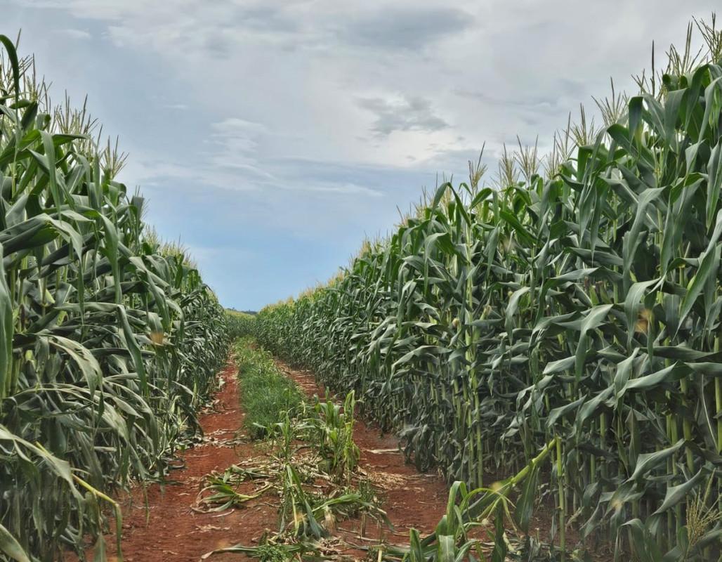 Fazenda, Zona Rural, 0 Quarto, 0 Vaga
