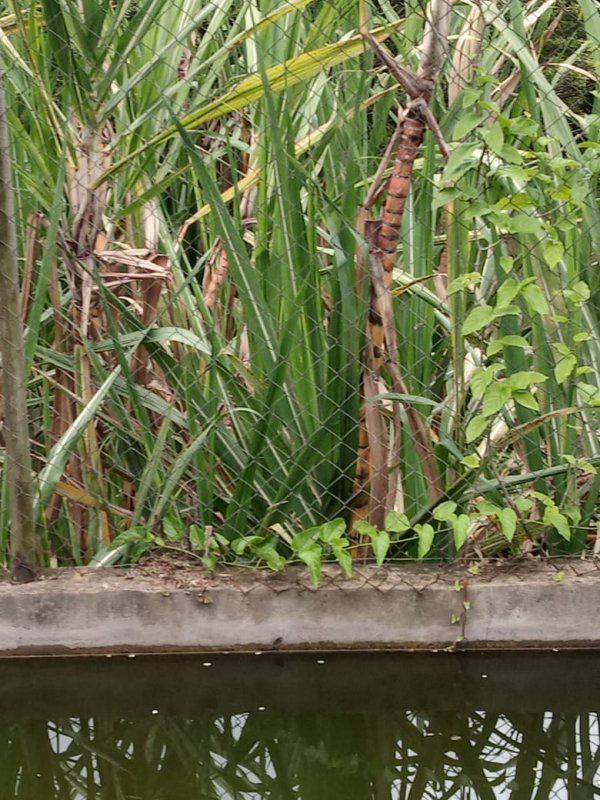 Fazenda, Jardim Rosario, 4 Quartos, 20 Vagas, 1 Suíte