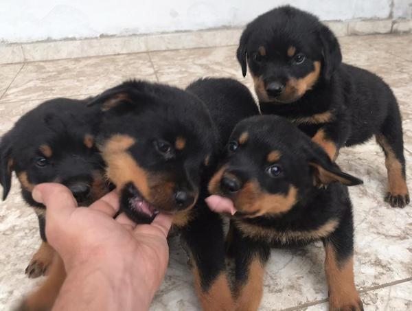 Filhotes Rottweiler Cabeça Touro