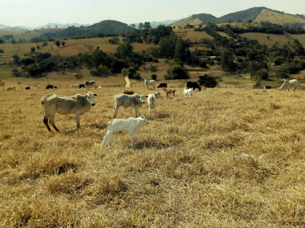Fazenda, Centro, 1 Quarto, 1 Vaga, 1 Suíte