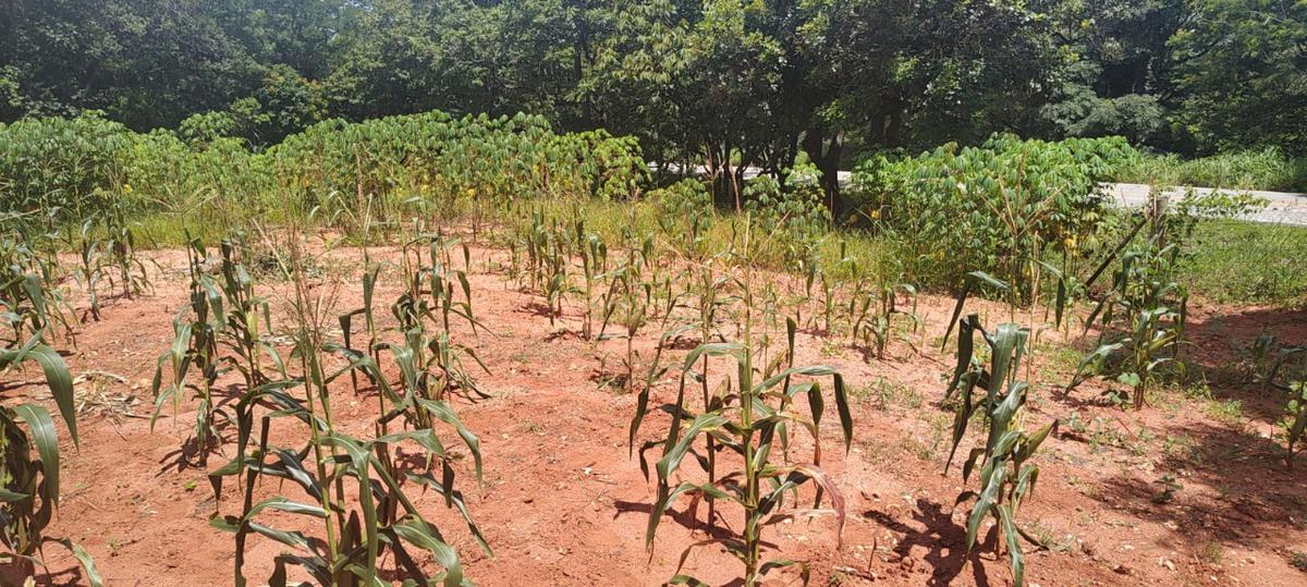 Fazenda, Centro, 6 Quartos, 10 Vagas, 1 Suíte