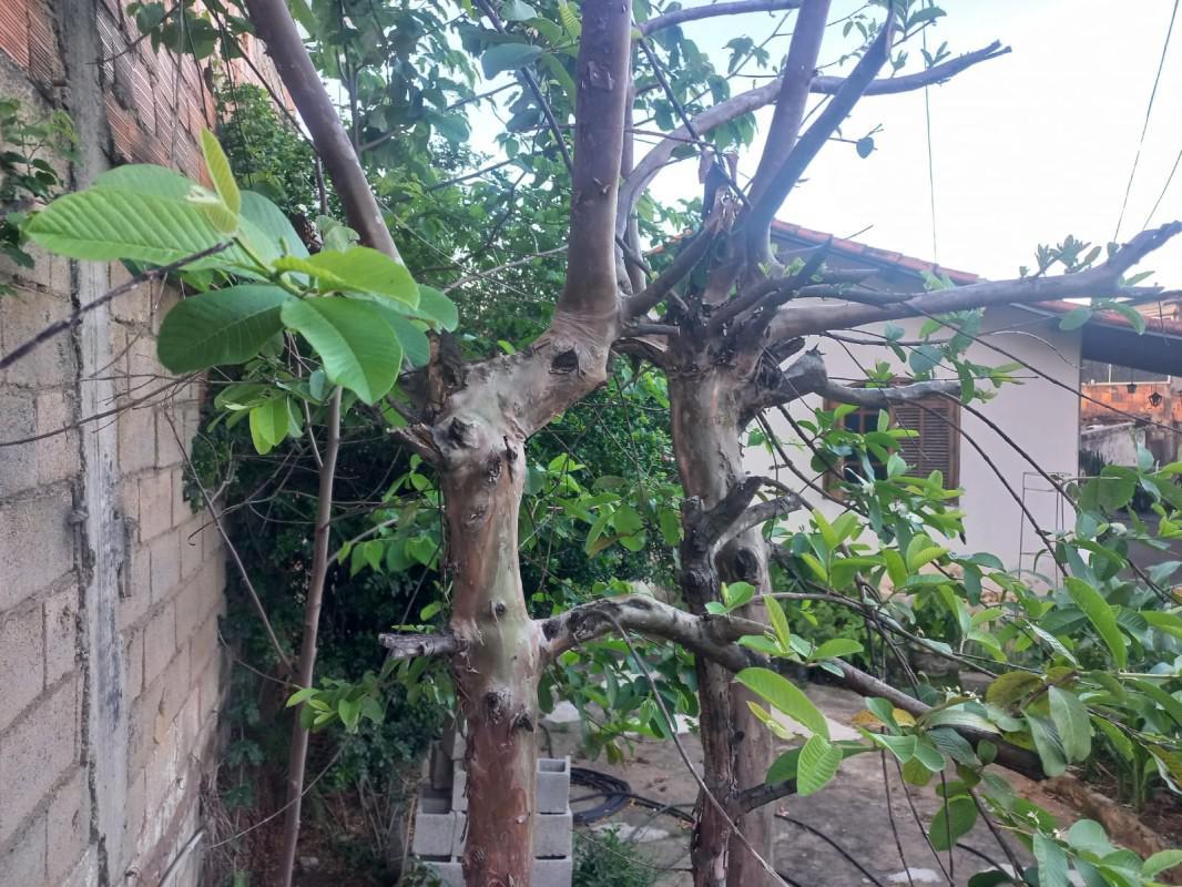 Lote, Planalto, 0 Quarto, 0 Vaga