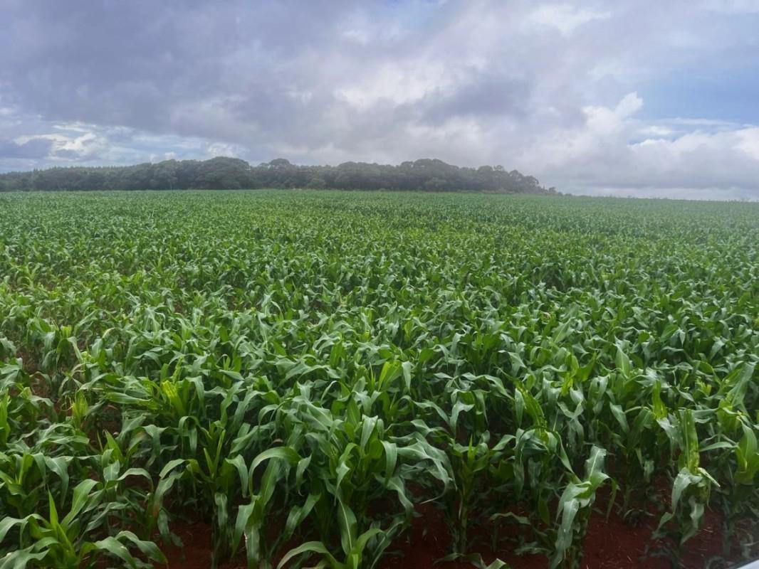 Fazenda, Zona Rural, 0 Quarto, 0 Vaga