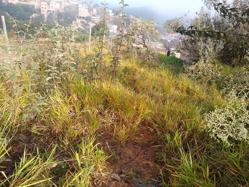 Lote, Icaivera, 0 Quarto, 0 Vaga