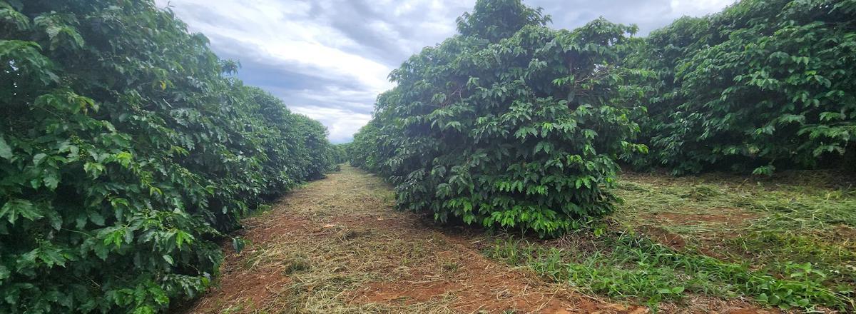 Fazenda, Zona Rural, 3 Quartos, 2 Vagas, 1 Suíte