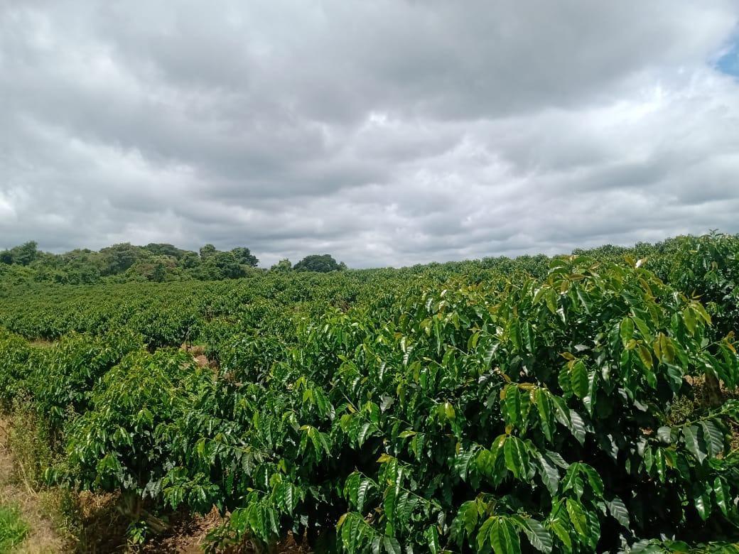 Fazenda, São Sebastião da Estrela, 1 Quarto, 1 Vaga, 1 Suíte