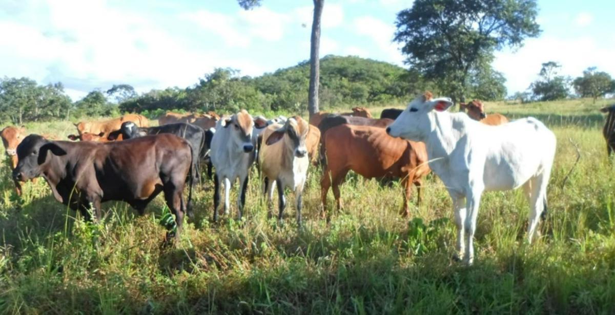 Fazenda, Centro, 4 Quartos, 0 Vaga