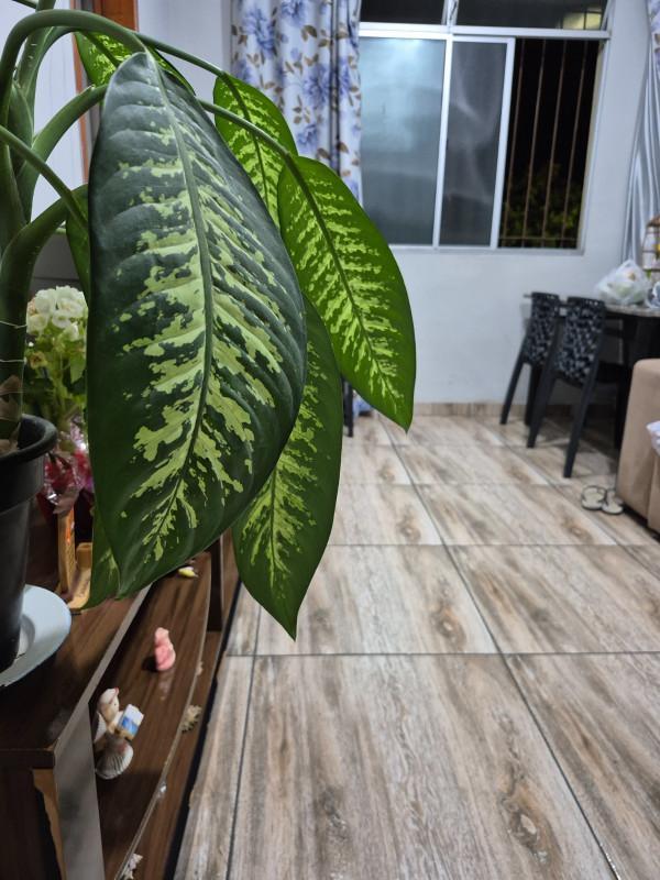 Apartamento, Parque Maracanã, 3 Quartos, 1 Vaga