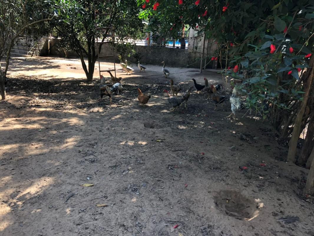 Fazenda, Centro, 4 Quartos, 0 Vaga