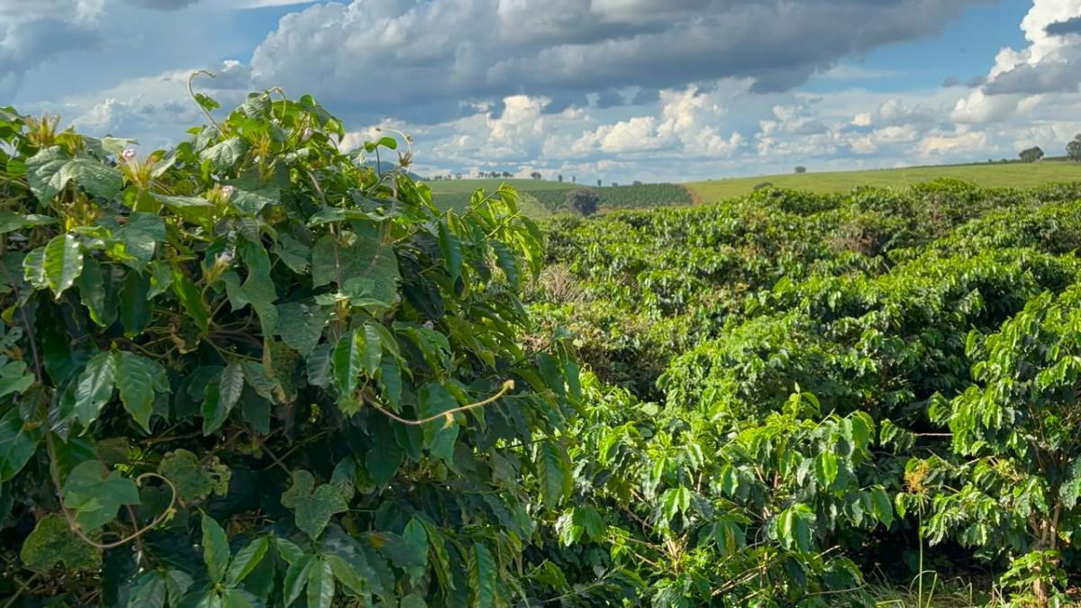 Fazenda, Zona Rural, 0 Quarto, 0 Vaga
