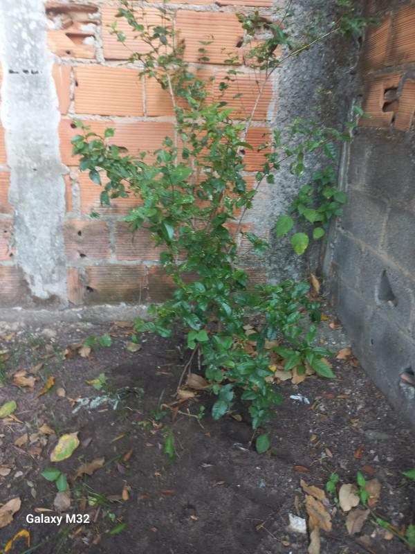 Lote, Florença, 0 Quarto, 0 Vaga