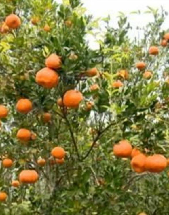 Fazenda, Centro, 3 Quartos, 0 Vaga