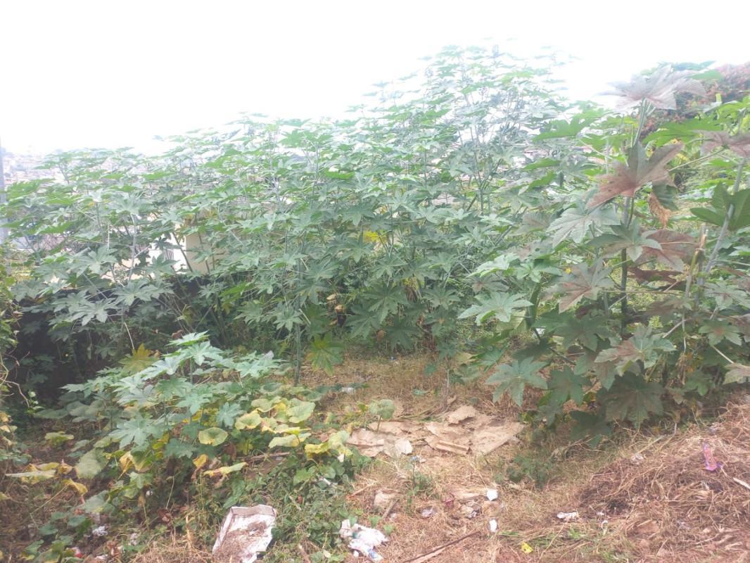 Lote, São Benedito, 0 Quarto, 0 Vaga