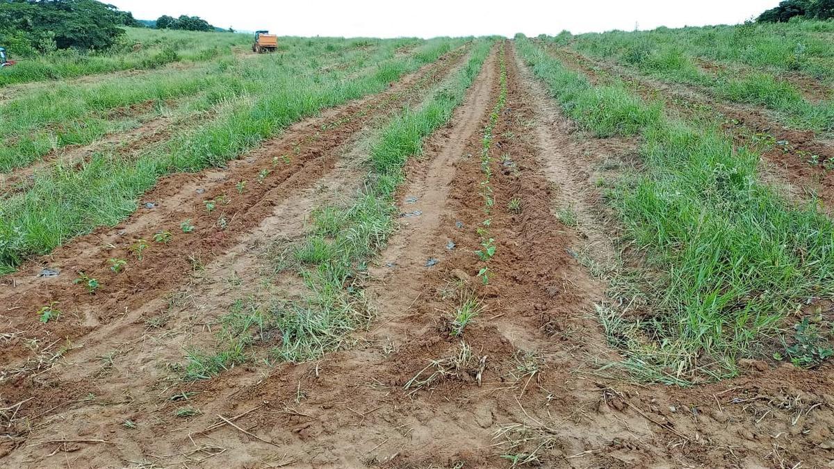 Fazenda, Zona Rural, 0 Quarto, 0 Vaga
