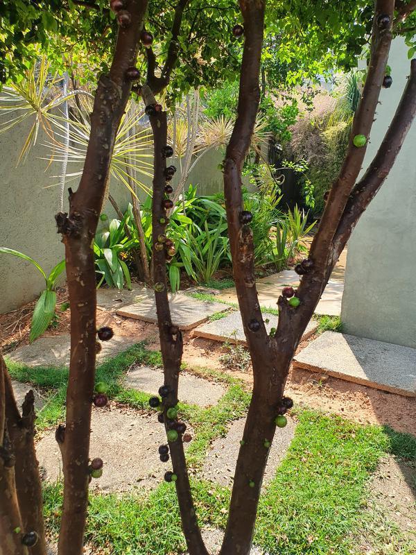 Casa, João Pinheiro, 1 Quarto, 1 Vaga