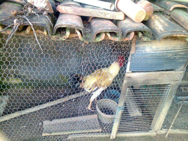 Fazenda, Centro, 5 Quartos, 5 Vagas, 1 Suíte