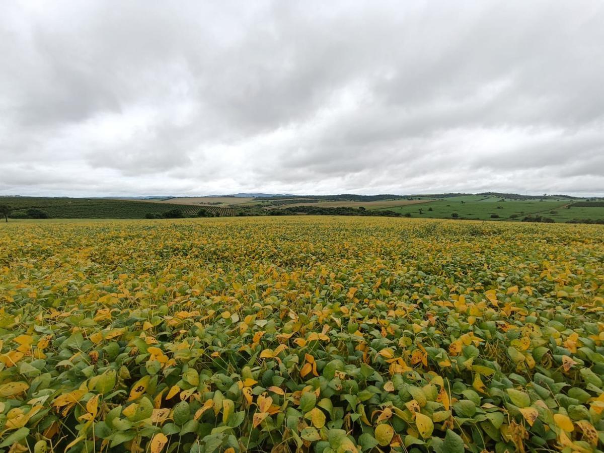 Fazenda, Centro, 0 Quarto, 0 Vaga, 1 Suíte
