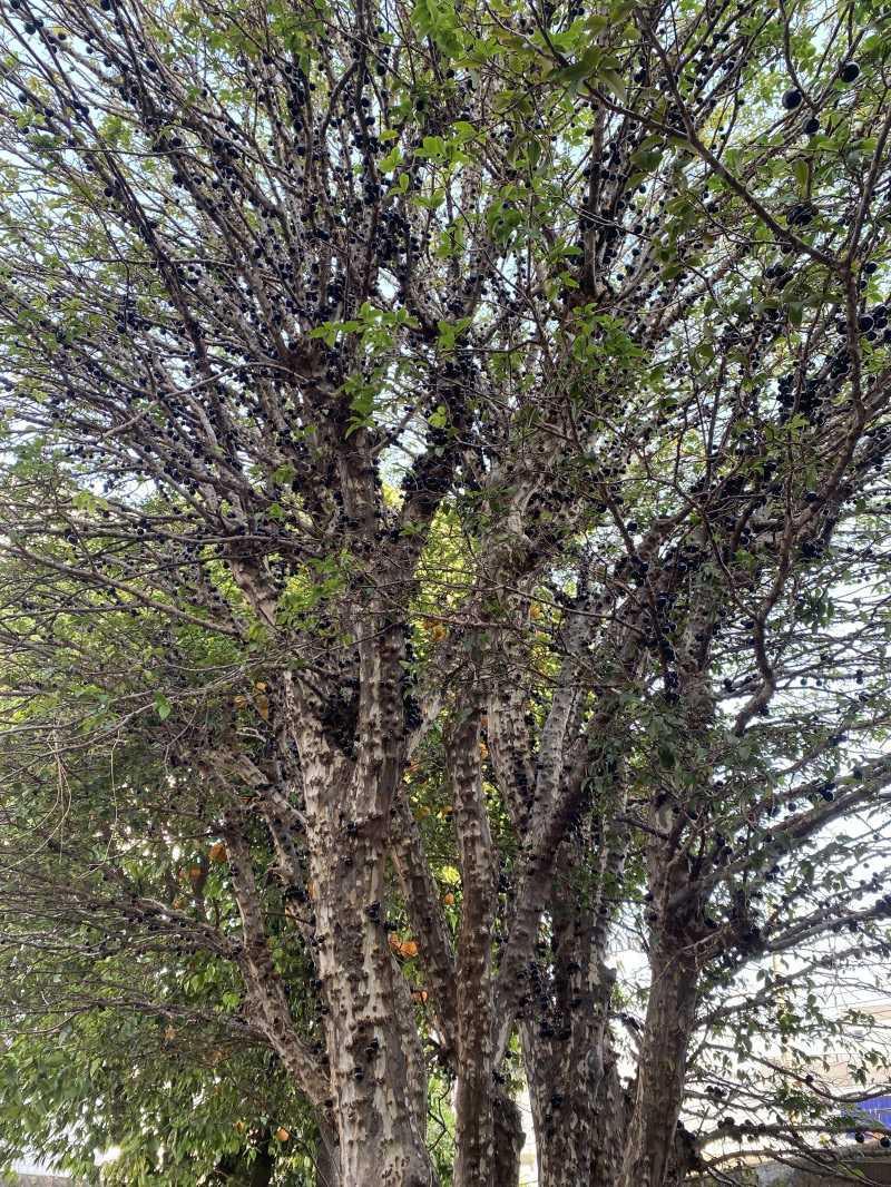 Casa, Sagrada Família, 3 Quartos, 2 Vagas