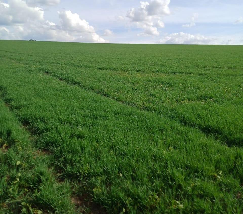 Fazenda, Zona Rural, 3 Quartos, 0 Vaga