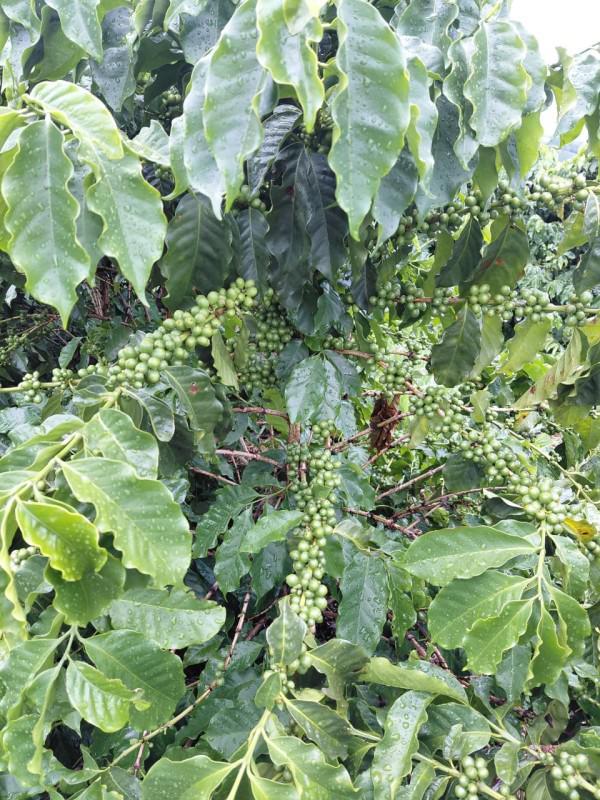 Fazenda, Zona Rural, 0 Quarto, 0 Vaga