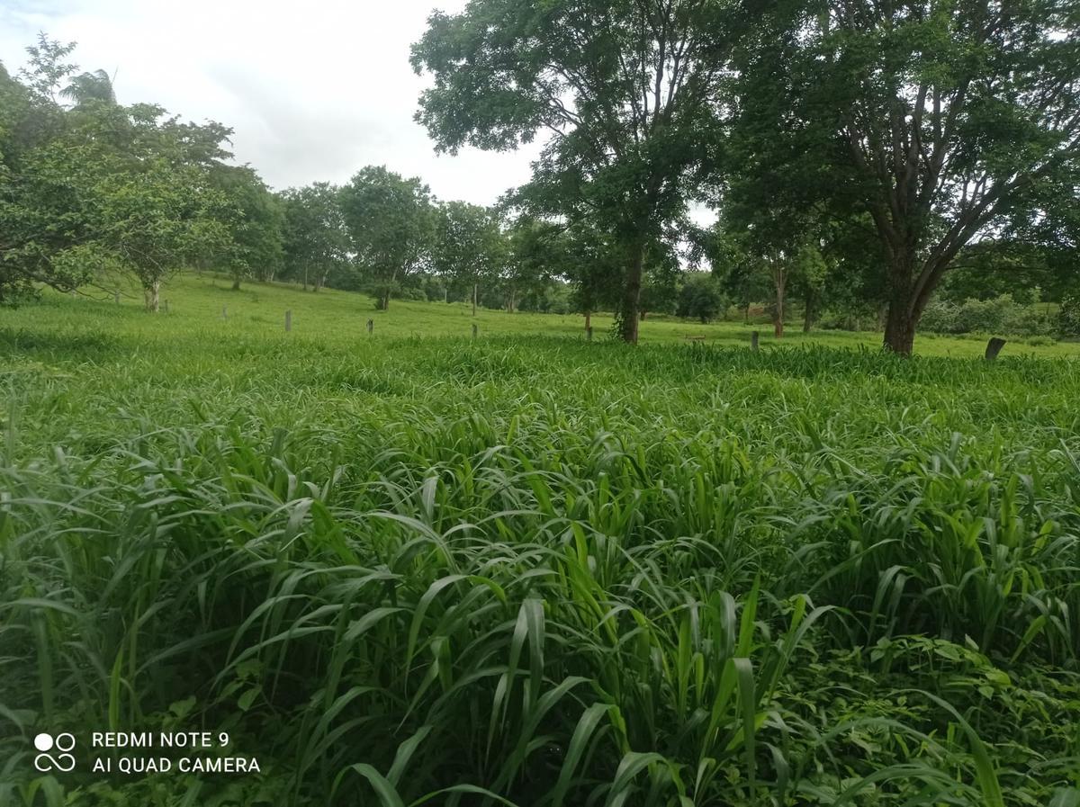 Fazenda, Água Quente