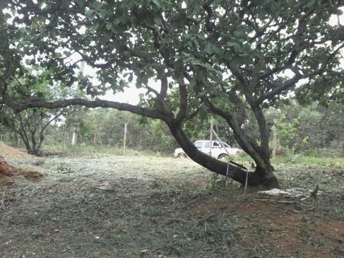 Lote, Centro, 0 Quarto, 0 Vaga