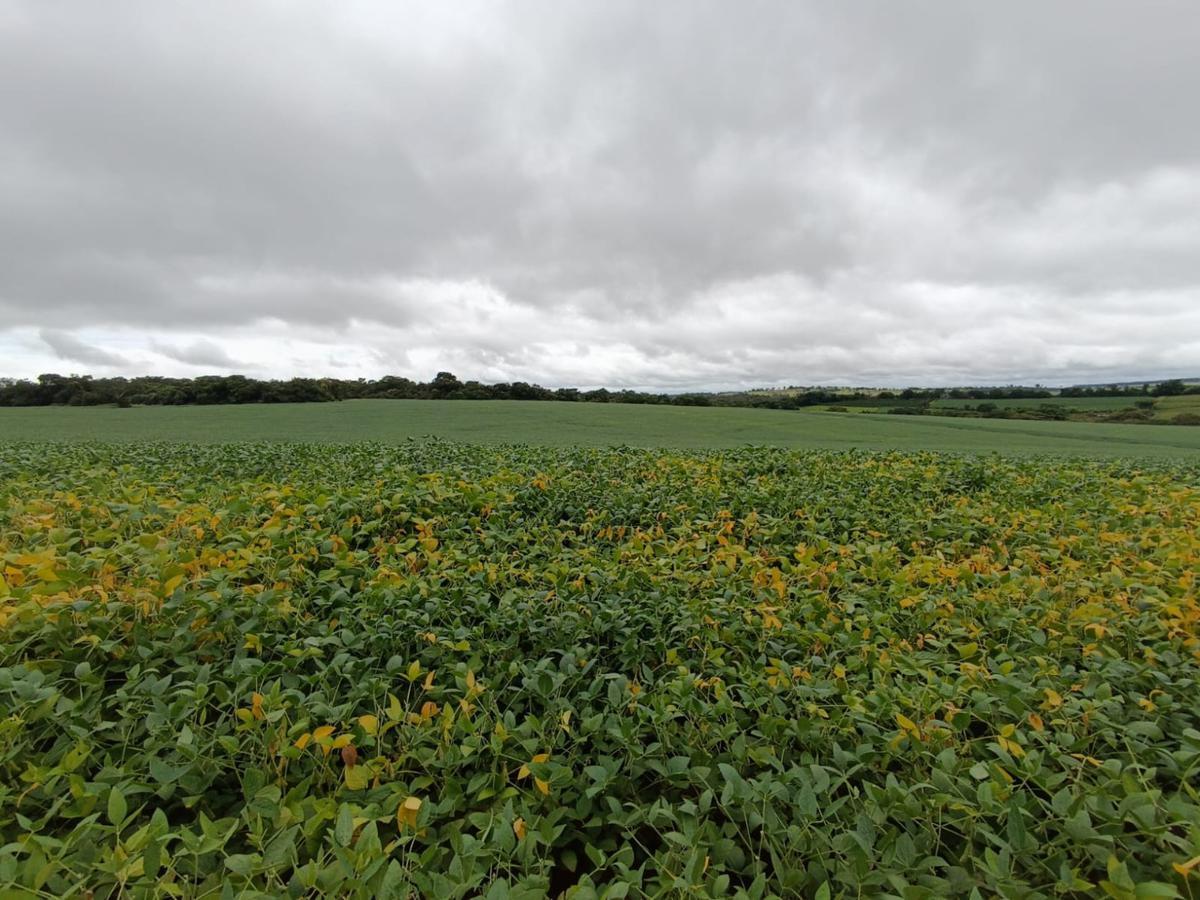 Fazenda, Centro, 0 Quarto, 0 Vaga, 1 Suíte