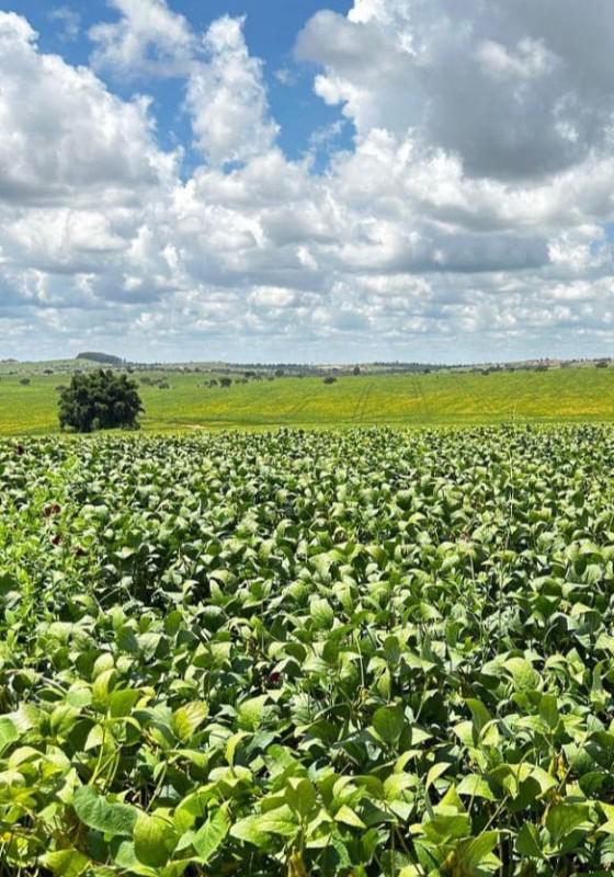 Fazenda, Centro, 0 Quarto, 0 Vaga
