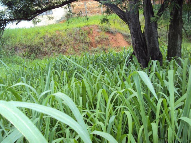 Lote, Planalto