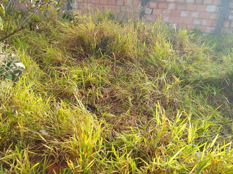 Lote, Icaivera, 0 Quarto, 0 Vaga