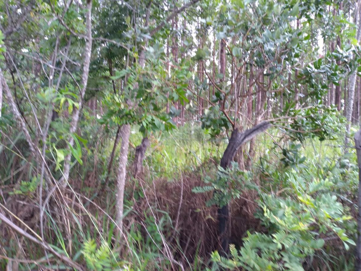 Lote, Zona Rural, 0 Quarto, 0 Vaga